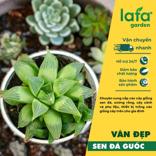 Cây sen đá guốc màu vân đẹp vườn LAFA GARDEN