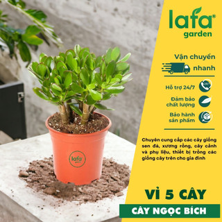 Cây ngọc bích LAFA GARDEN, đặt một cây trong nhà giúp thanh lọc không khí