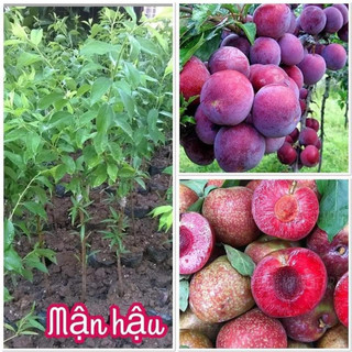 Cây giống mận hậu quả to không kén khí hậu
