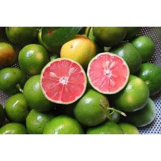 Cây giống chanh đào siêu trái cây ghép