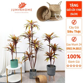 Cây giả, Cây huyết dụ giả, phất dụ, phát tài đỏ - Cây giả decor trang trí nhà cửa nội thất phòng khách phòng ngủ