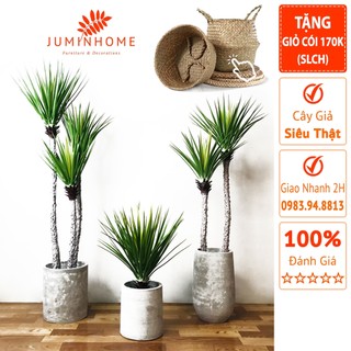 Cây giả, Cây phát tài núi giả, thiết mộc lan giả - Cây giả decor trang trí nhà cửa nội thất phòng khách phòng ngủ