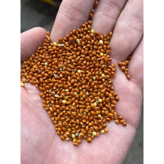 Hạt kê đỏ Ukraine size lớn