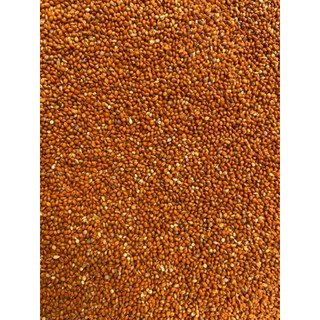 (1kg) Hạt kê đỏ Ukraine size lớn