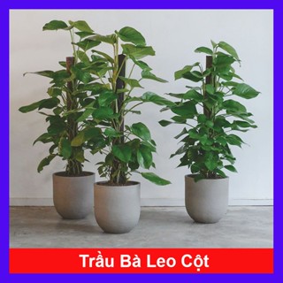 Cây Trầu Bà Leo Cột - cây cảnh để trong nhà