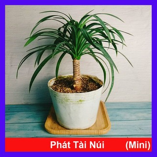 Cây Phát Tài Núi - cây cảnh để bàn phong thủy mang may mắn tài lộc
