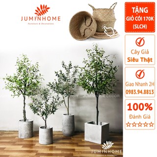 Cây ô liu giả, cây oliu giả - Cây giả decor trang trí nhà cửa nội thất phòng khách phòng ngủ