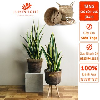 Cây giả, Cây lưỡi hổ giả - Cây giả decor trang trí nhà cửa nội thất phòng khách phòng ngủ