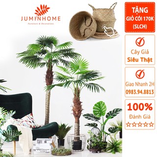 Cây giả, Cây cọ cảnh giả, chà là, trà là  - Cây giả decor trang trí nhà cửa nội thất phòng khách phòng ngủ