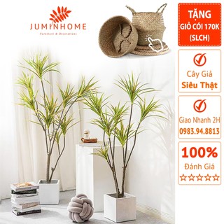 Cây giả, Cây huyết giác, huyết dụ kiếm giả - Cây giả decor trang trí nhà cửa nội thất phòng khách phòng ngủ