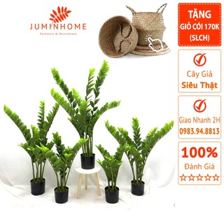 Cây giả, Cây kim tiền giả, kim ngân giả - Cây giả decor trang trí nhà cửa nội thất phòng khách phòng ngủ