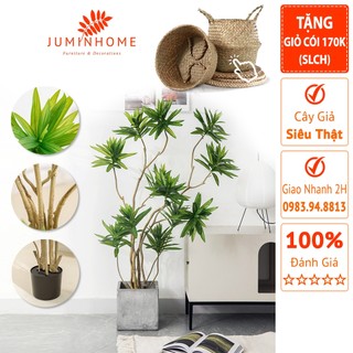 Cây giả, cây thủy trúc, trúc bách hợp giả - Cây giả decor trang trí nhà cửa nội thất phòng khách phòng ngủ