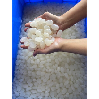 Hạt đác tươi 1kg chưa qua sơ chế - Hạt to vừa dẻo ngon