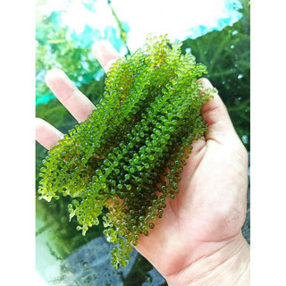 Combo 4 gói Rong Nho Tách Nước 120g tặng kèm 2 gói xốt mè-Ăn Mát - Đẹp Da - Thanh Lọc Cơ Thể