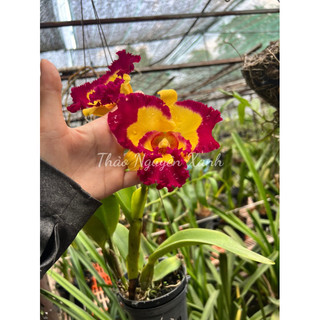 Cattleya Vua Cương Sơn trưởng thành chậu F12