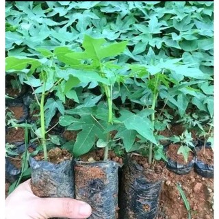 Cây giống đu đủ ruột đỏ lùn siêu trái