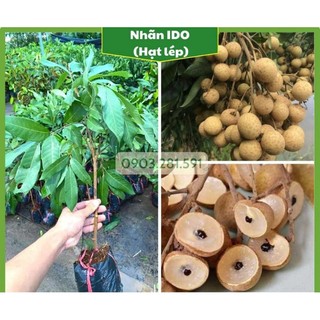 Cây giống nhãn lồng Hưng Yên siêu trái .
