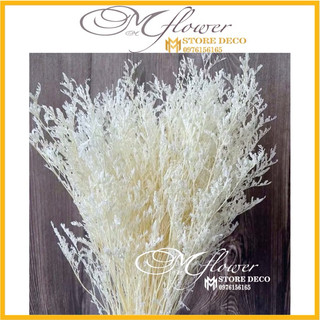 10gram Hoa sao ,cỏ đuôi công trang trí , hoa khô chụp hình siêu đẹp