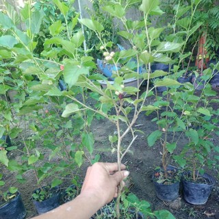 Cây dâu tằm đang có trái
