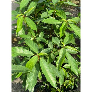 Cây sung- cây phong thủy (cao 30-50cm)