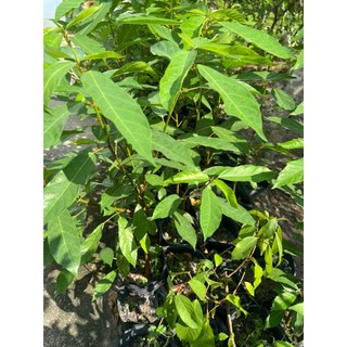Cây sung- cây phong thủy (cao 30-50cm)