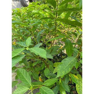 Cây sung- cây phong thủy (cao 30-50cm)