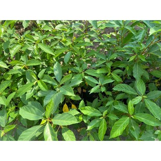Cây sung- cây phong thủy (cao 30-50cm)
