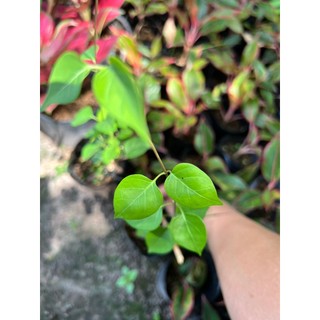 Cây lá giang - bầu lá giang - cây cao 30-40cm