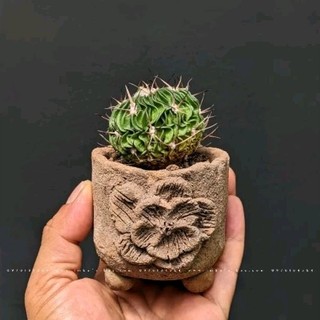 Xương rồng Trúc Ngọc Stenocactus multicostatus