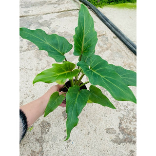 Chậu cứng trầu bà chân vịt con
