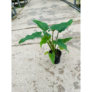 Chậu cứng trầu bà chân vịt con