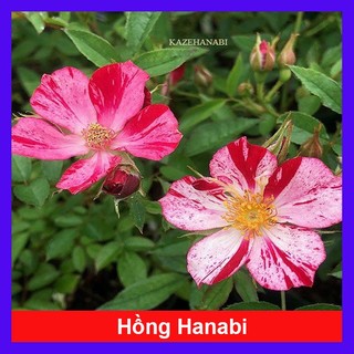 Hoa Hồng Kazehanabi - hoa hồng nhật bản