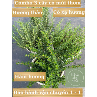  Cây gia vị Âu: Combo 3 cây mang hương thơm: Hương Thảo Xạ Hương Hàm Hương - Cây gia vị âu mang hương thơm 