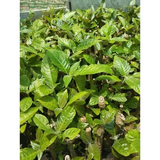 Chè khổng lồ chăn nuôi gia súc gia cầm