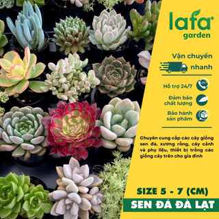 Sen đá bầu đà lạt - size 5-7cm - vườn sen đá lafa garden