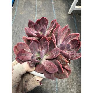 Sen đá Echeveria hanakadai trâu bò dễ thuần xứ nóng ạ