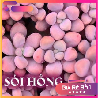 sen đá sỏi hồng Đà Lạt