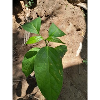 Cây Thìa canh lá lớn, cây giống dùng làm dược liệu