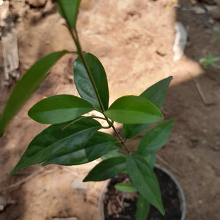 Cây Thìa canh lá nhỏ, cây giống dùng làm dược liệu