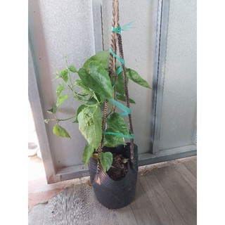 Hoa thiên lý (hoa xào thịt bò)