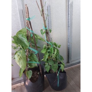 Hoa thiên lý (hoa xào thịt bò)