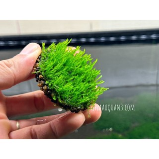 Rêu Thảm Flame Moss Tép Cảnh