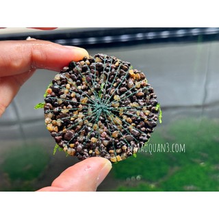 Rêu Thảm Flame Moss Tép Cảnh