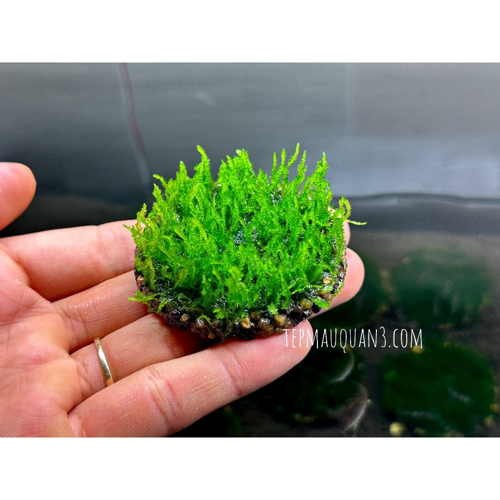 Rêu Thảm Flame Moss Tép Cảnh