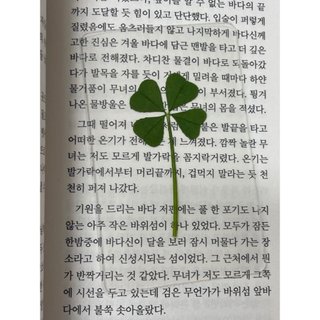 {Order Han} Cỏ 4 lá ép miếng mang lại may mắn phim Queen of Tears - SẴN