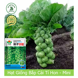 Hạt giống bắp cải tí hon, bắp cải mini F1 - Giàu dinh dưỡng