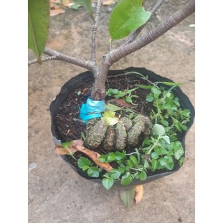 Chậu mai ghép cúc thọ hương uốn rễ sẵn