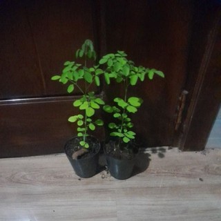 Cây giống rau chùm ngây cây cao 30cm