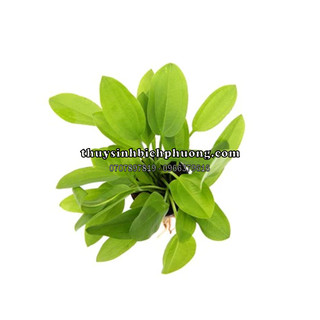 CÂY LAN NƯỚC THUỶ SINH - DỄ TRỒNG DỄ SINH SẢN -KHÔNG CẦN CO2