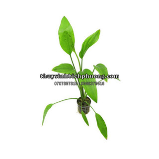 1 NGỌN CÂY LAN NƯỚC THỦY SINH | BÁCH DIỆP THẢO DỄ TRỒNG, KHÔNG CO2